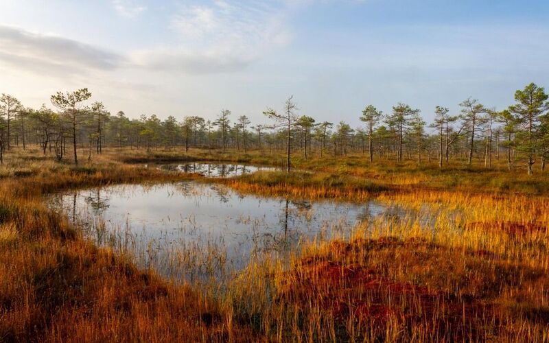 Рыжее болотоphoto preview