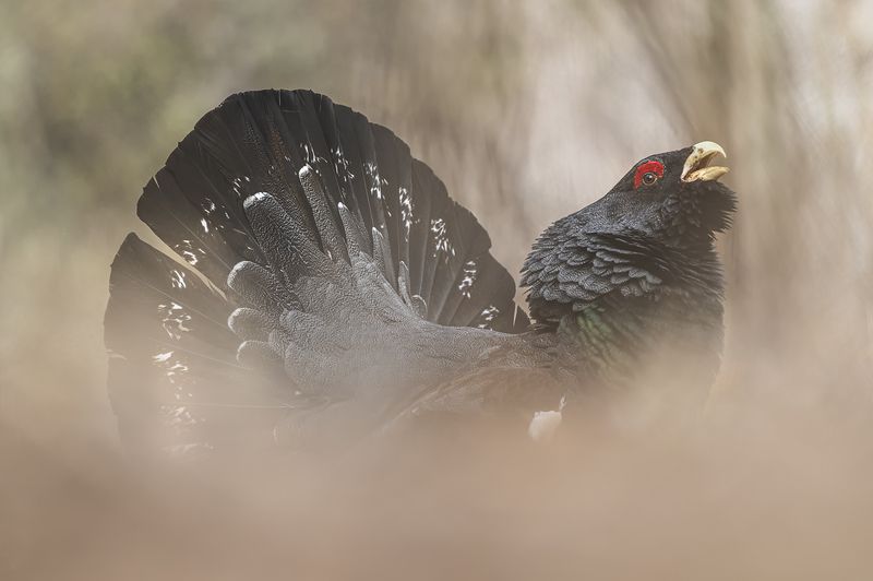 глухарь, красноярские столбы, птицы Хозяин Каштаковского лога  - глухарьphoto preview