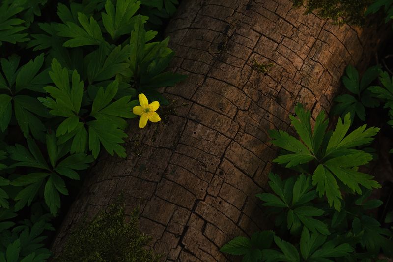 В лесу пришла веснаphoto preview