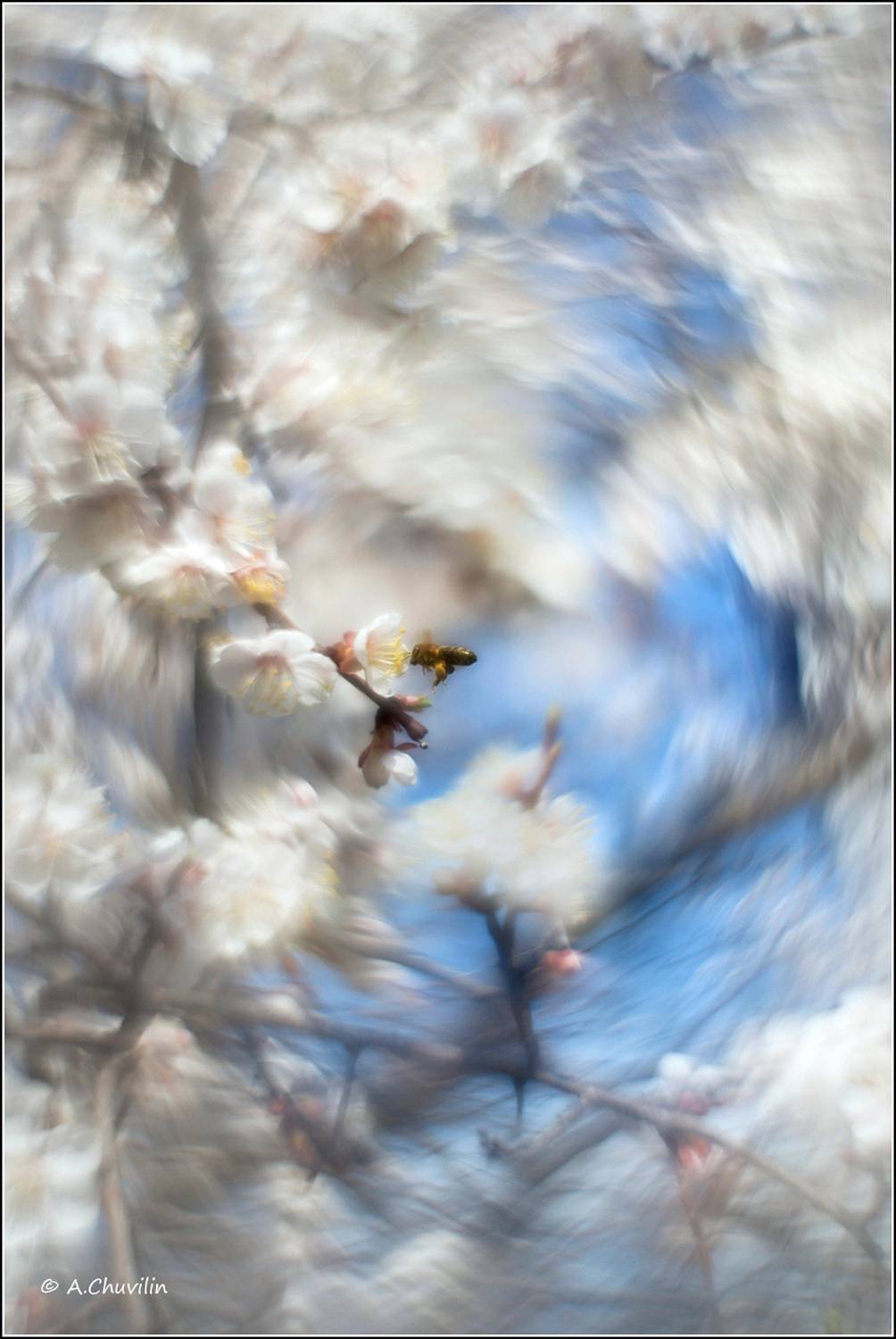 абрикос,цветение,апрель,хоровод, Александр Чувилин