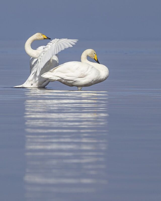 лебедь-кликун, лебедь кликун, лебедь, кликун Лебедь-кликунphoto preview