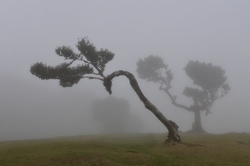 Landscapes, Madeira, Fanal Forest, Mood, Trees, Fog,  Гнётся, но не ломается...photo preview