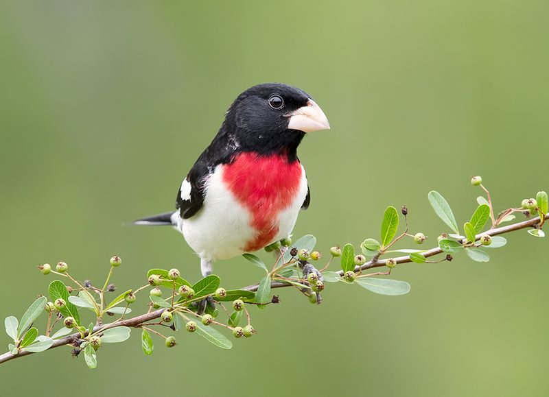 rose-breasted grosbeak, красногрудый дубоносовый кардинал, кардинал,cardinal, весна Rose-breasted Grosbeak - Красногрудый дубоносовый кардиналphoto preview