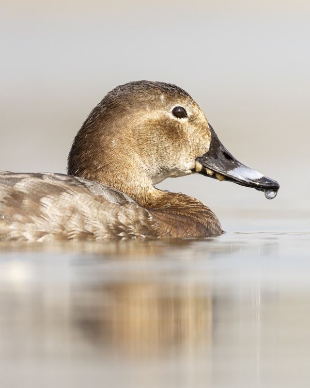 красноголовый нырок, нырок, птицы Красноголовый нырокphoto preview