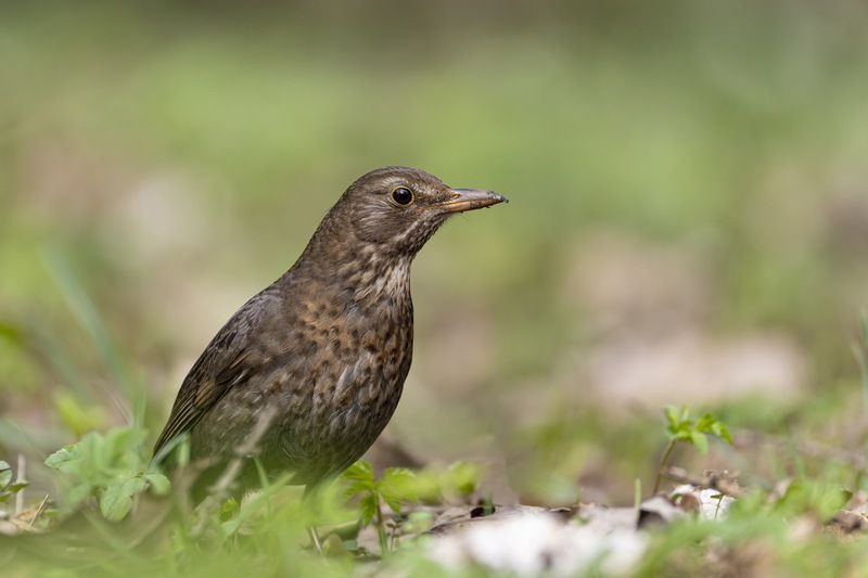 черный дрозд, дрозд, птицы Черный дроздphoto preview