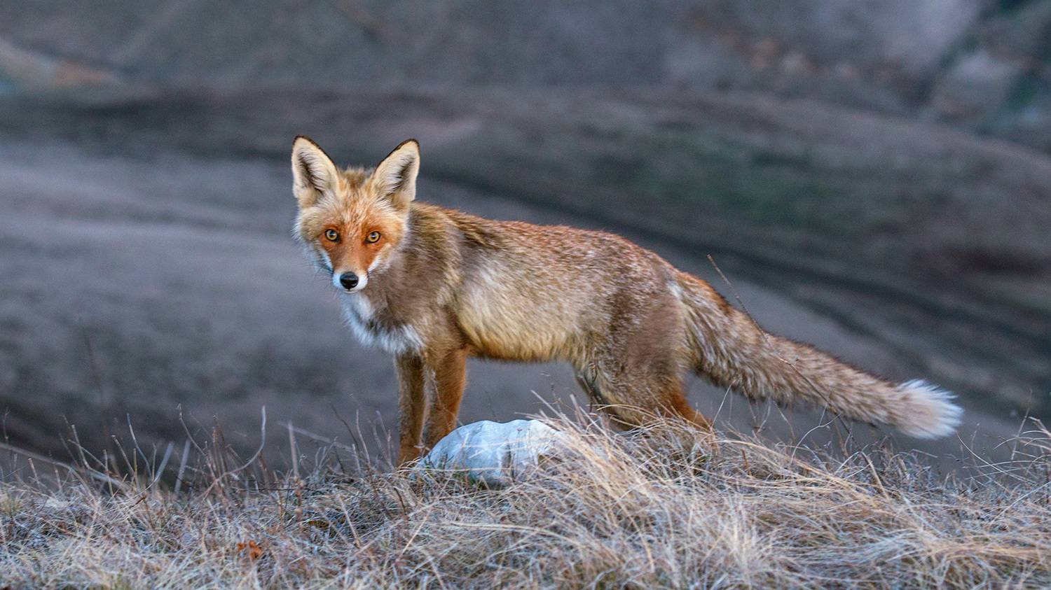 северное приэльбрусье, кабардино-балкария, Хасан Журтов