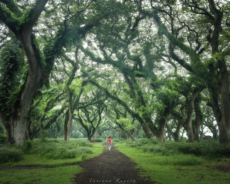 Волшебный лес на острове Ява фото превью