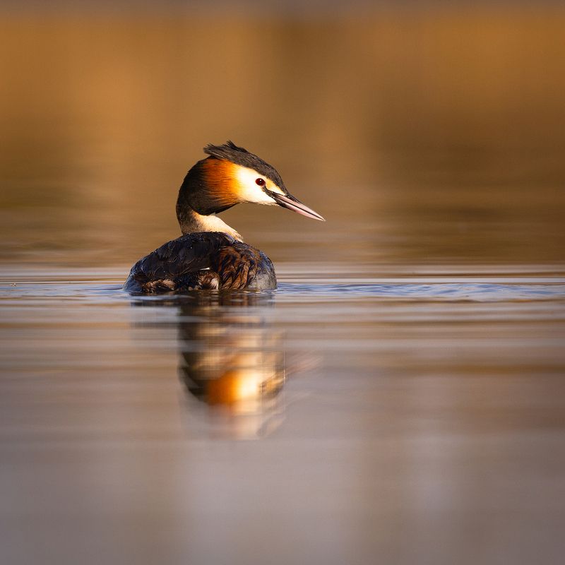 Great Crested Grebephoto preview