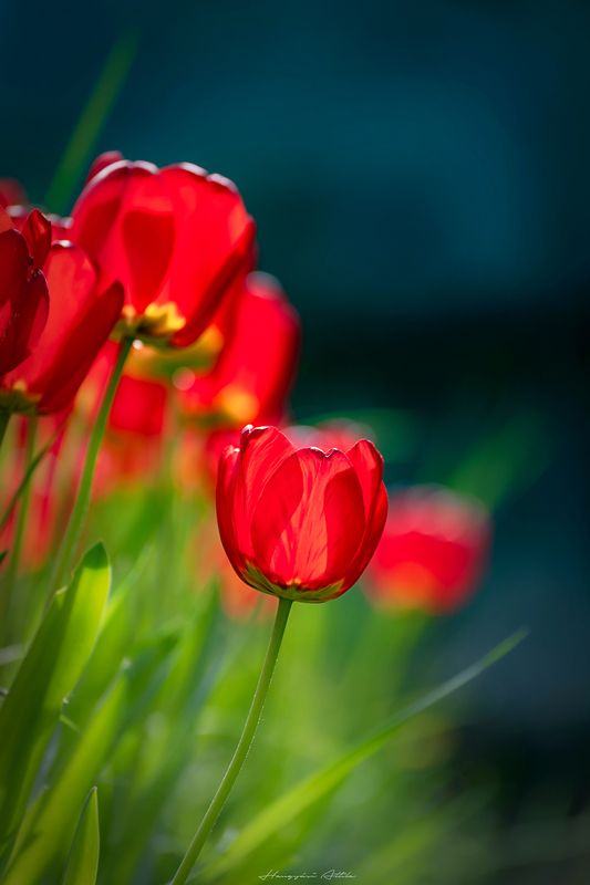 red, tulip, greem, spring Springphoto preview