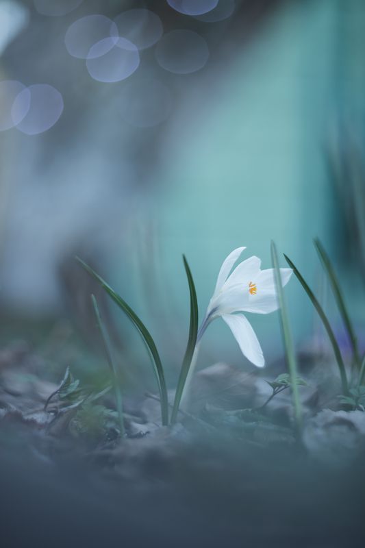 гелиос, боке, мануальнаяоптика, manuallens, helios, helios40_2, bokeh Нежный апрельский вечерphoto preview