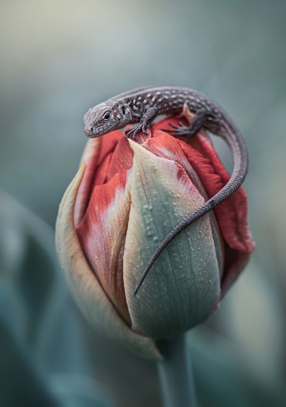 *** фото превью