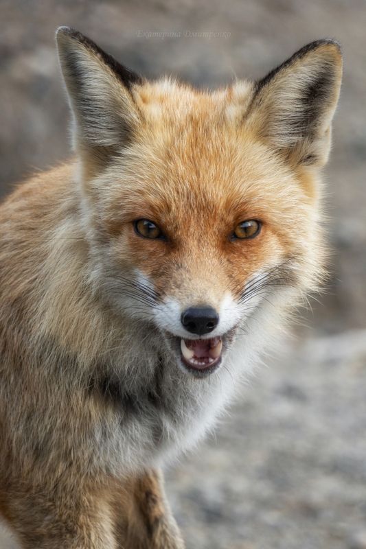 крым, лиса, лис, новый свет, животное Новосветский лисphoto preview