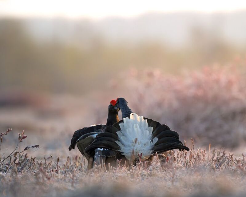 тетерев, ток, токование, птицы, фотоптиц, природа, весна, болото, лес, бердинг, бердвотчинг, фотоохота, birding, black grouse, countership display, birdwatching, wildlife Тетерев на токуphoto preview