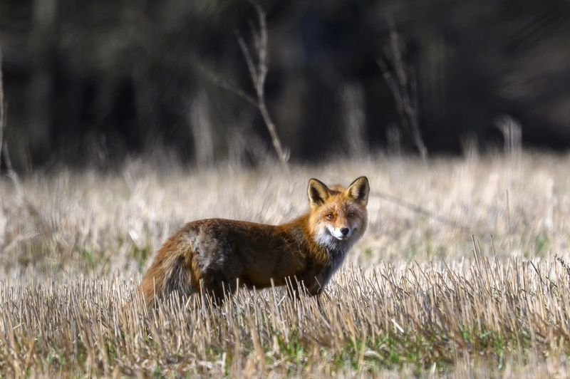 Лисичкаphoto preview