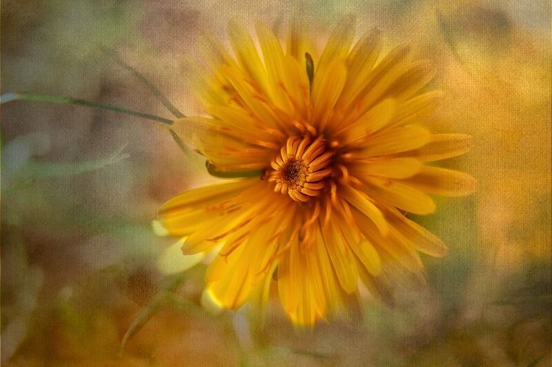 Одуванчикphoto preview