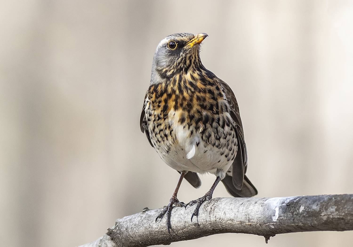 дрозд, птицы, ветка, парк, весна, Широких Александр