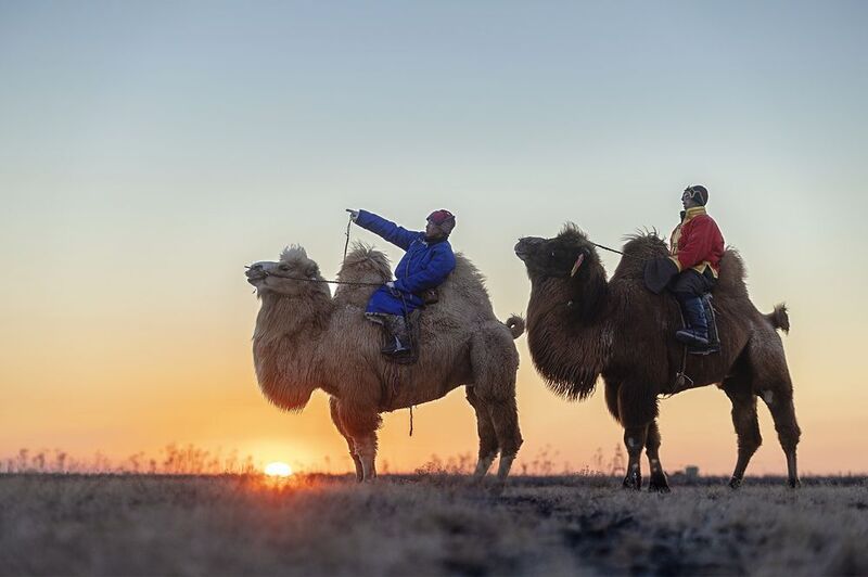 Mongolian camel winter festival Mongolian camel winter festivalphoto preview