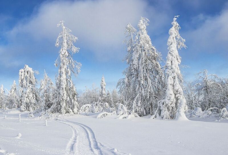 Белая гора. зима, деревья Зимний деньphoto preview