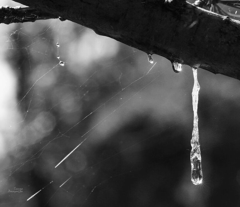 капля, дерево, паутина, смола, ветвь То не дождь идет. То кедр плачет...photo preview