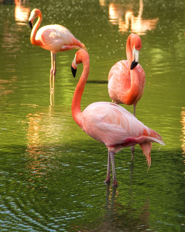 Фламинго фото превью