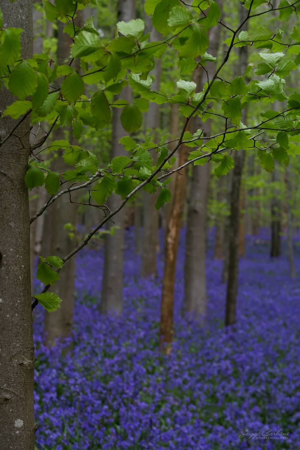 Bluebell forest. Автор: Sergejs Barkans , Sergejs Barkans