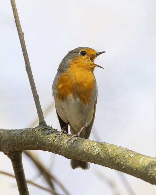 малиновка, зарянка, птицы, весна Малиновкаphoto preview