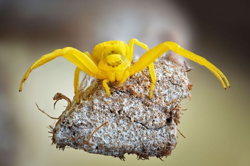 мизумена photo preview