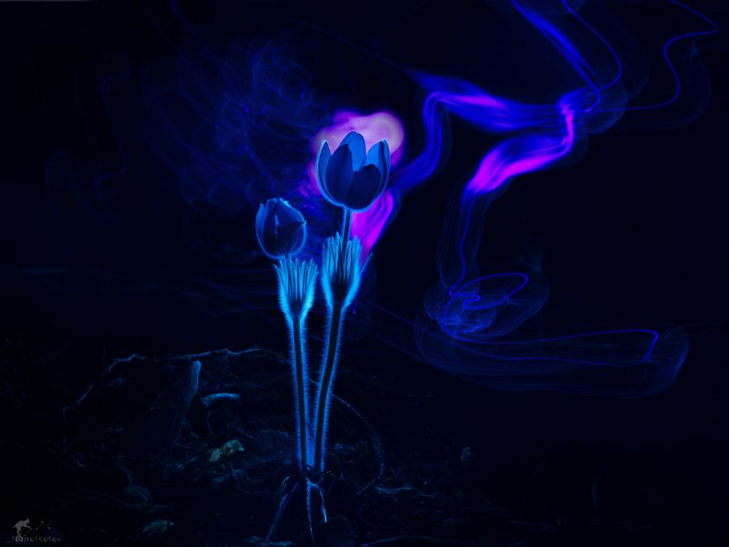 Сон-трава и магия светаphoto preview