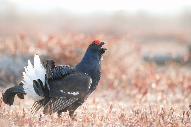 тетерев, grouse, fight, nature, bird, birdwatching, битва, ток, природа, птицы, Ярославль, крылья, взмах, полет, крики, wings, flight Тетерев на рассветеphoto preview