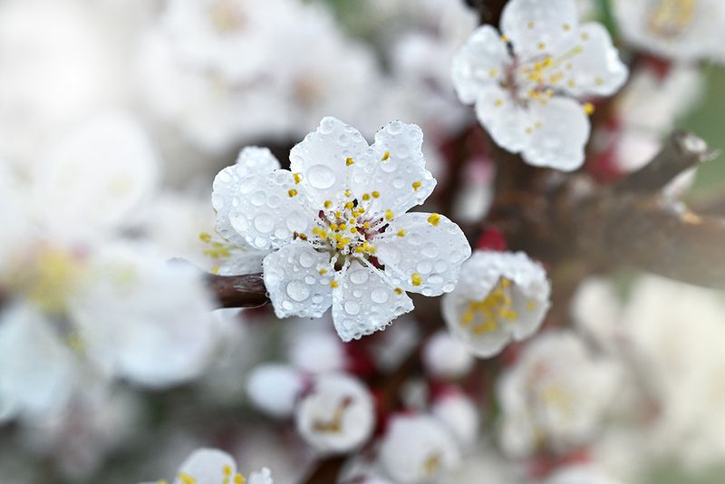 Абрикосphoto preview