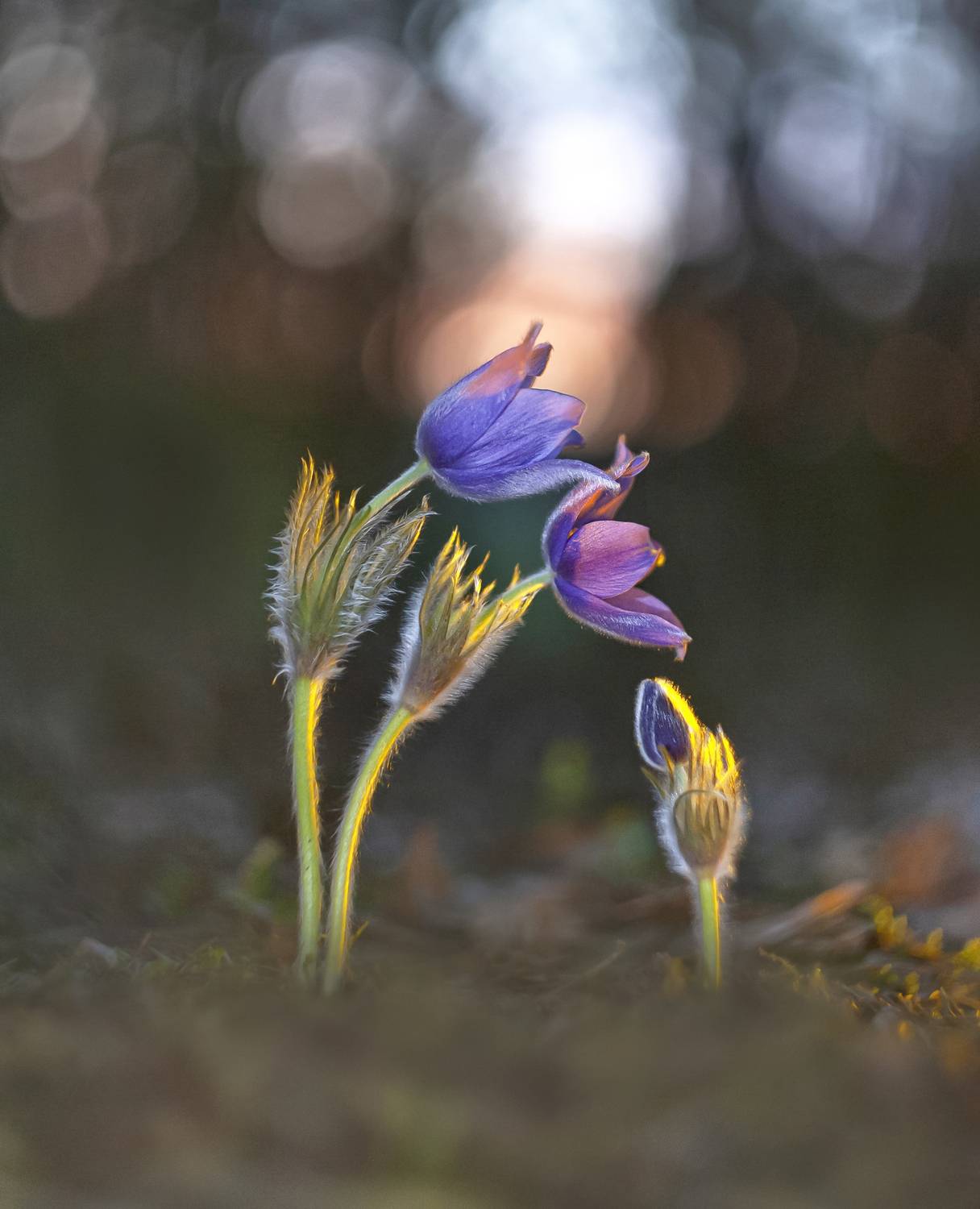 Тебе всегда рады.... Автор: Александр Гвоздь закат, сон-трава, весна, гелиос, беларусь, Александр Гвоздь