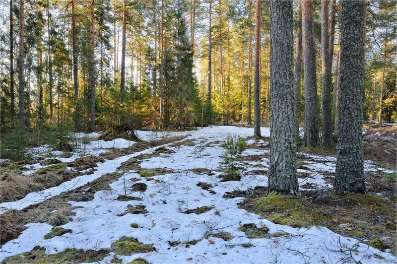 Апрельский лесphoto preview