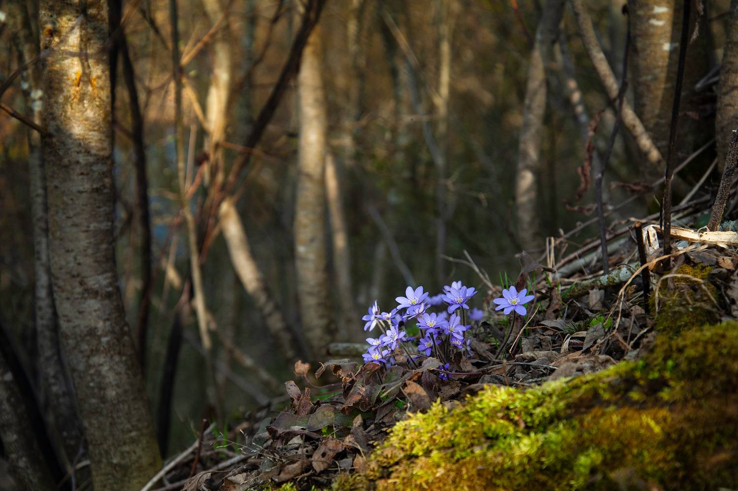 , Васильева Дарья
