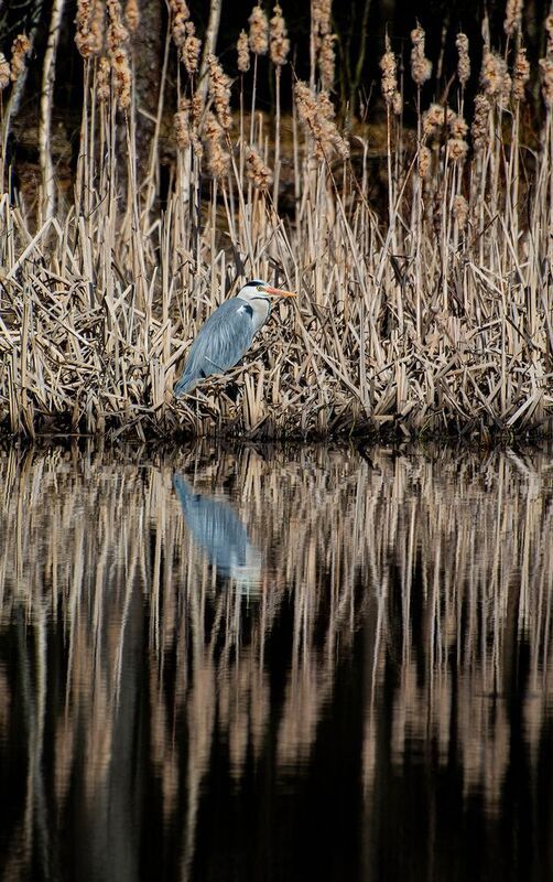 Цапля в текстурах рогоза :)photo preview