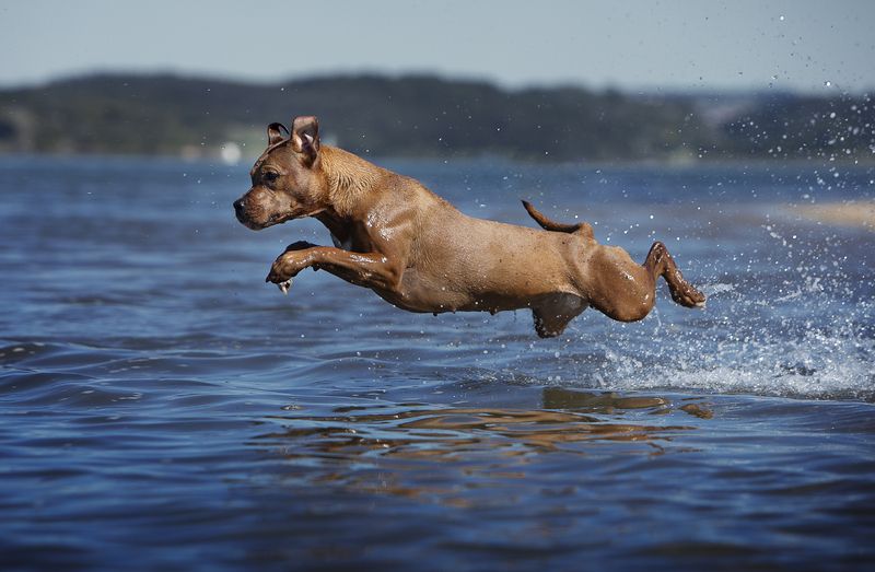 photography,dogs,pets,animal,canine,portrait,pit,bull,hug,water,summer,travel,outdoors,natural,light,two,nature,clouds,motion,jump,action Kiara фото превью