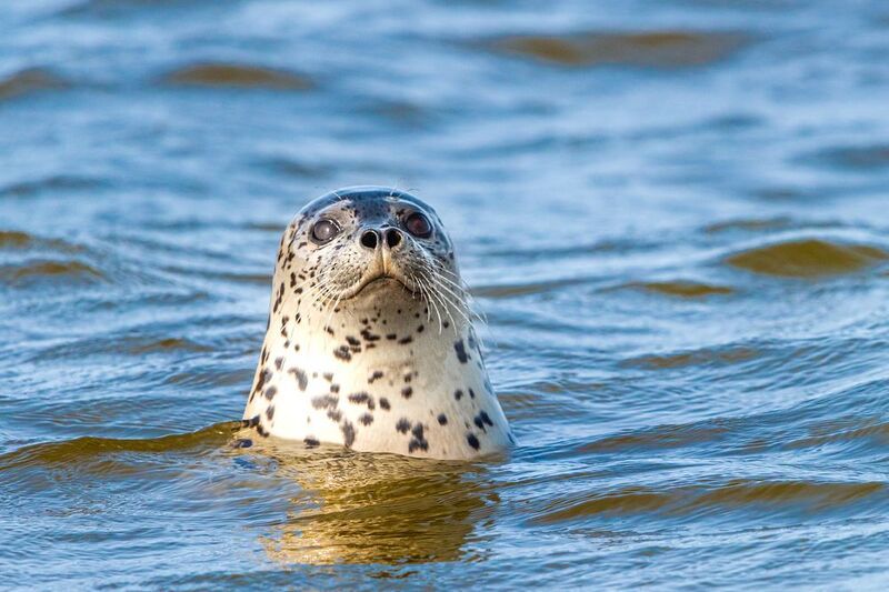 Портрет пятнистого тюленяphoto preview