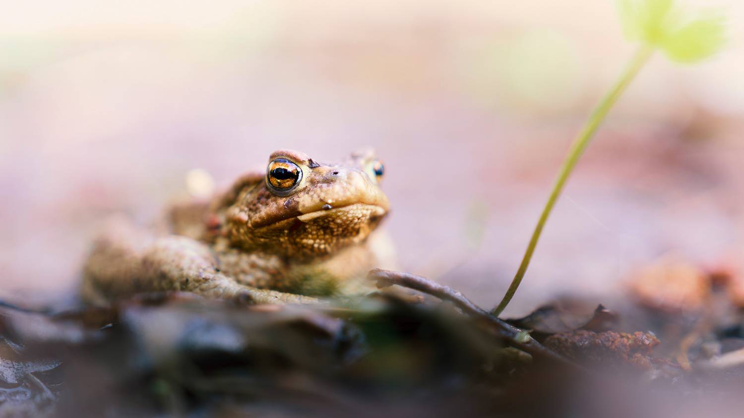 Царевна лягушка. Автор: Валерий Вождаев лягушка, Валерий Вождаев