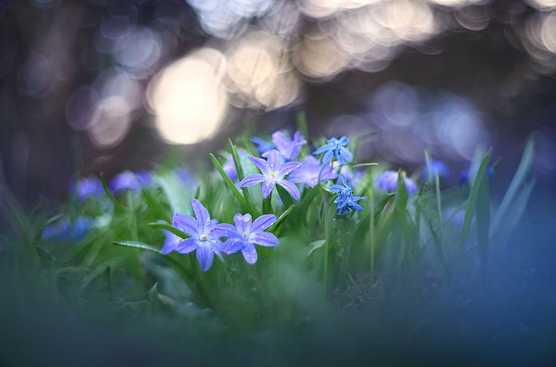 Мечтыphoto preview