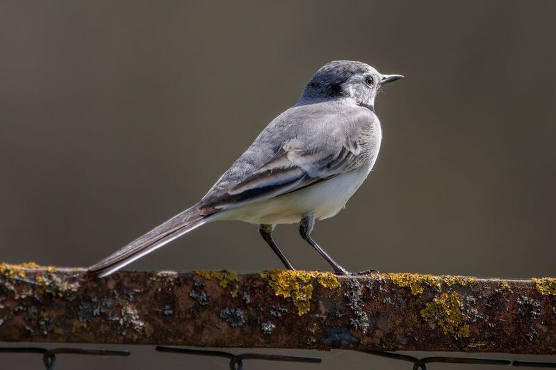 Белая трясогузкаphoto preview