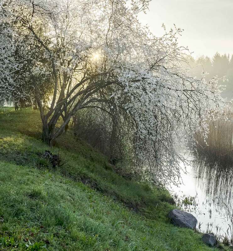 blossom,tree,river,morning,fog Blossomphoto preview