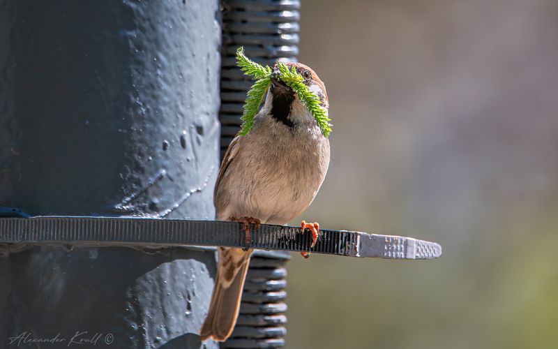 воробей, полевой воробей, passer montanus Воробьиный домостройphoto preview