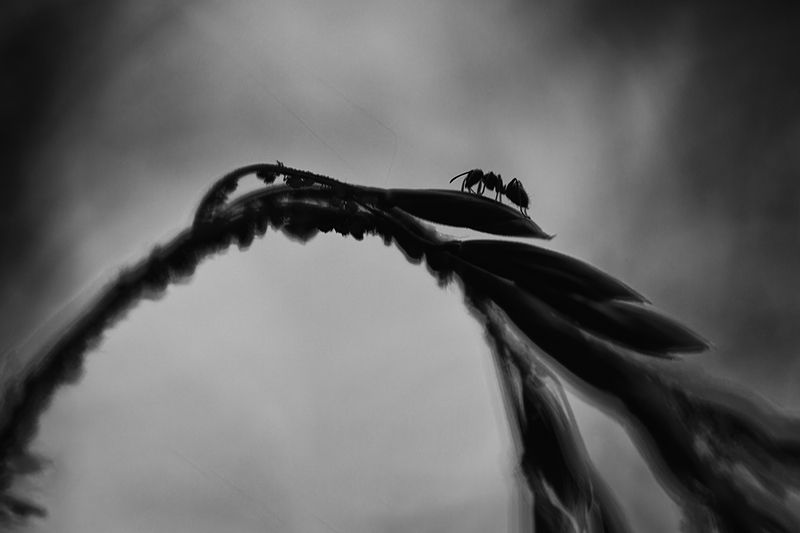 макро, муравей, ant, macro Муравьиный путь фото превью