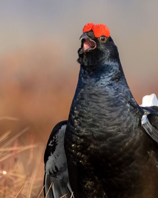 тетерев, ток, токование, птицы, фотоптиц, природа, весна, болото, лес, бердинг, бердвотчинг, фотоохота, birding, black grouse, countership display, birdwatching, wildlife Тетерев на токуphoto preview