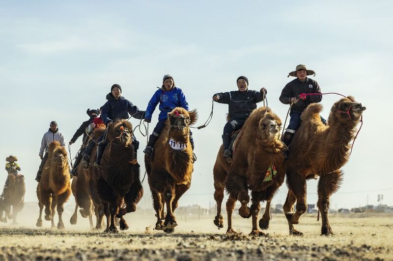 Mongolian camel winter festival Mongolian camel winter festivalphoto preview