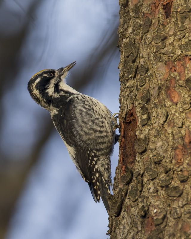 трехпалый дятел, дятел, птицы Трехпалый дятелphoto preview