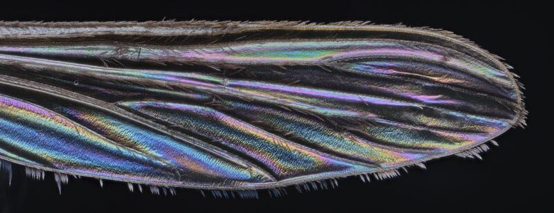 Mosquito wingphoto preview