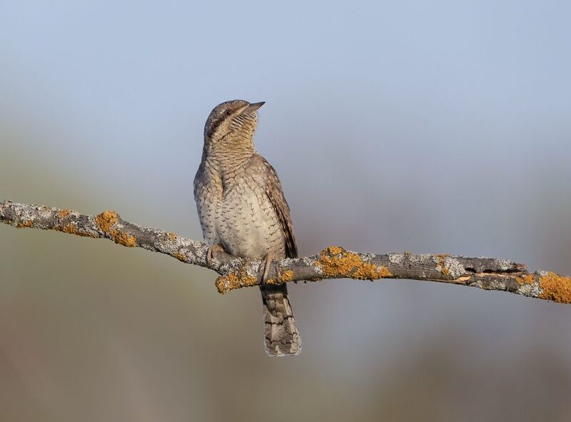 птицы,природа, весна Вертишейкаphoto preview