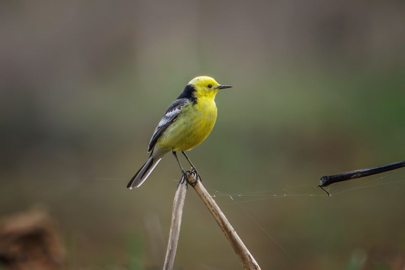 желтоголовая трясогузка Желтоголовая трясогузкаphoto preview