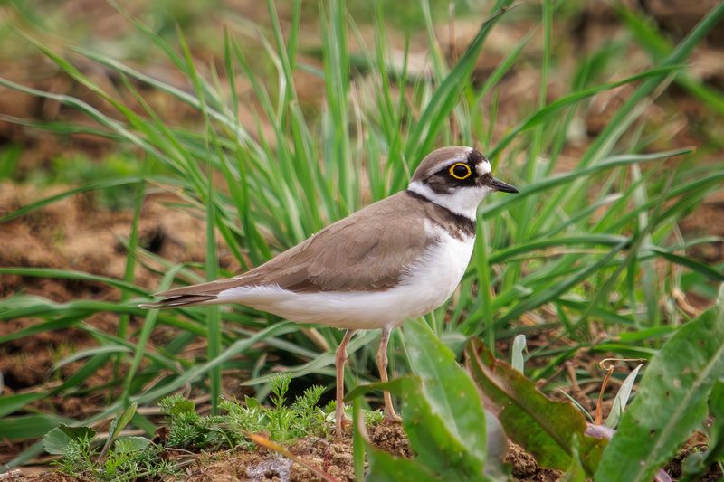 малый зуек Малый зуекphoto preview