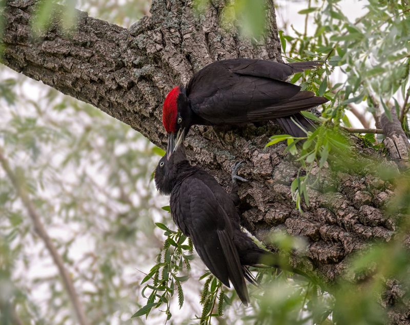 птица, дятел, желна, лес, Желна (3 ФОТО)photo preview